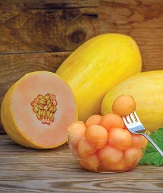 Mango Hybrid Melon